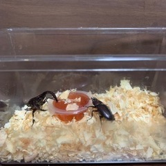 ノコギリクワガタペア
