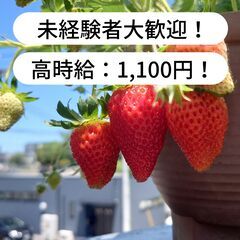 【高時給1,100円！】熊本県玉名市横島町でいちごの植え付け作業...
