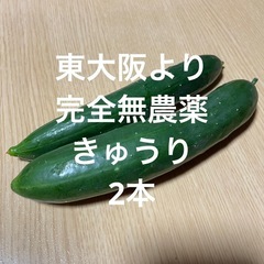 東大阪より採れたて新鮮 きゅうり 2個 無農薬野菜