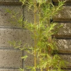 竹　大型　鉢植え　全高　160センチ