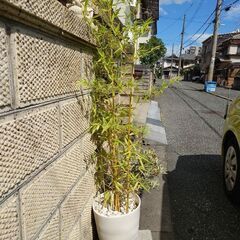 竹　大型　鉢植え　全高　160センチの画像