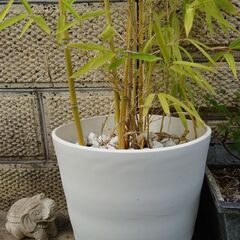 竹　大型　鉢植え　全高　160センチの画像