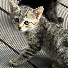 子猫を大切に飼ってくださる方