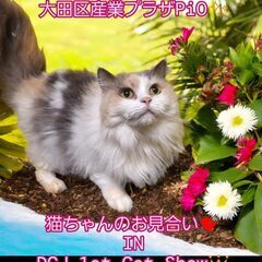 9/1（日）譲渡会。6歳サイベリアン♀キャリコ(⋈◍＞◡＜◍)。✧♡