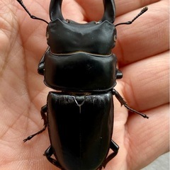 ホワイトアイオオクワガタ 新成虫 ♂65mm  ー♀38mm