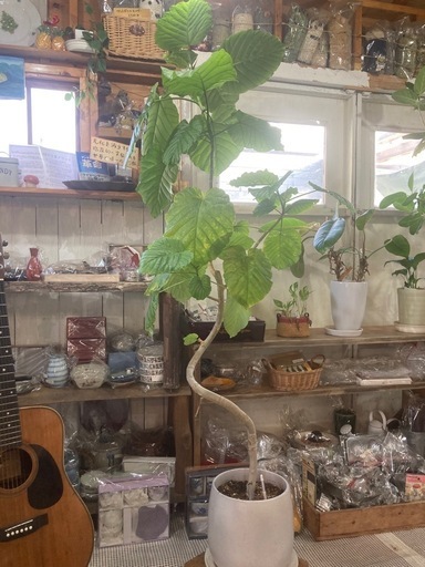 ウンベラータ　陶器鉢入り　曲がりウンベラータ