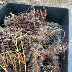 イモカタバミ？の画像