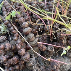 イモカタバミ？の画像