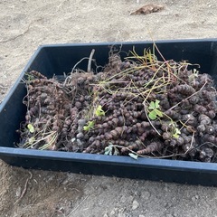 イモカタバミ？の画像