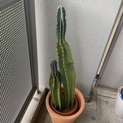 サボテン🌵ツボミあり　柱サボテン トゲなし＋ご希望でウチワサボテ...