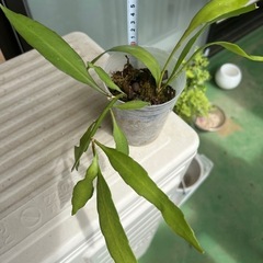 月下美人　2株の画像