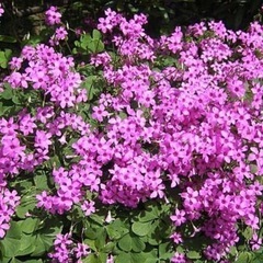 イモカタバミ？の画像