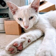 迷い猫