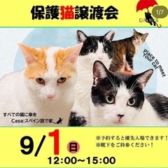 保護猫譲渡会