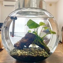 白メダカ水槽セット