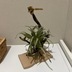ランキングキーワードに紐づく投稿画像-観葉植物