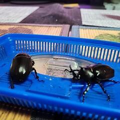 カブトムシ