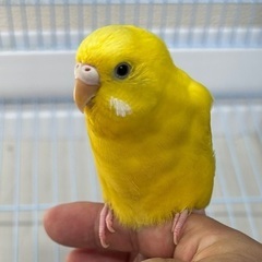セキセイインコ1羽