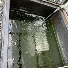 プラ舟500リットル　錦鯉池の画像