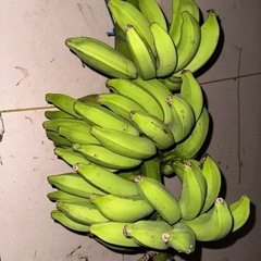 島バナナの画像