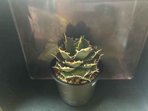 アガベ　オテロイ Ball FO-076