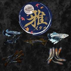 雅めだか