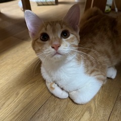 おとなしめの茶白女子