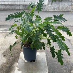 お話し中　
観葉植物（フィロデンドロン）