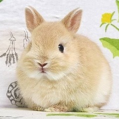 うさぎ飼いさん(*´ω｀*)