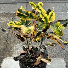 お話し中　
観葉植物（クロトン）の画像