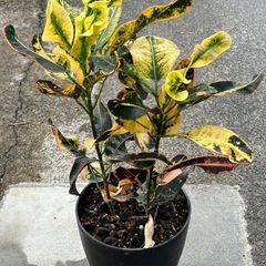 お話し中　
観葉植物（クロトン）