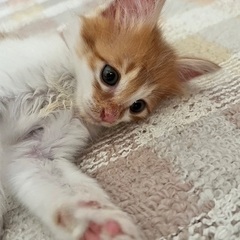 【生後1ヶ月】毛長め、困り顔な茶白♂