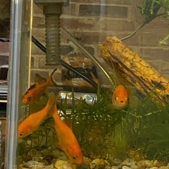 金魚⭐︎小赤⭐︎熱帯魚★水草の画像