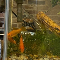 金魚⭐︎小赤⭐︎熱帯魚★水草の画像