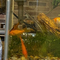 金魚⭐︎小赤⭐︎熱帯魚★水草の画像