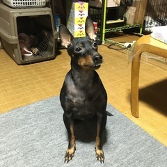 トイ・マンチェスター・テリア　希少　小型犬　里親募集