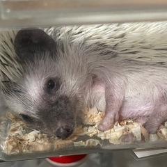 2024年店内産まれ　ヨツユビハリネズミ
