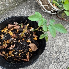 バラ 苗 発根済み