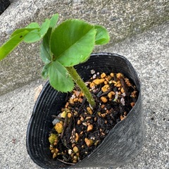 バラ 苗 発根済みの画像