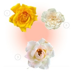 バラ 苗 発根済みの画像