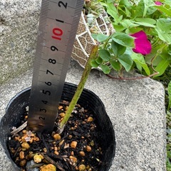 バラ 苗 発根済みの画像