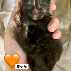 生後3~5日の錆猫ちゃんです