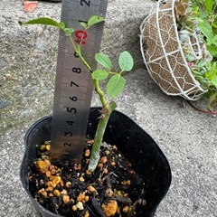 バラ 苗 発根済みの画像