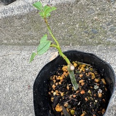 バラ 苗 発根済みの画像