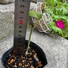 バラ 苗 発根済みの画像