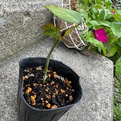 バラ 苗 発根済み