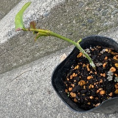 バラ 苗 発根済みの画像