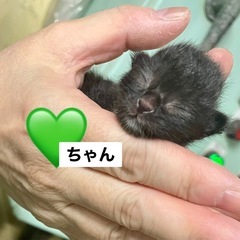 生後3~5日の仔猫 黒猫ちゃん