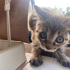 ギジ　毛足が少し長め　男の子