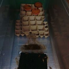 ヨーロッパイエコオロギ・イエコM～成虫　100匹～